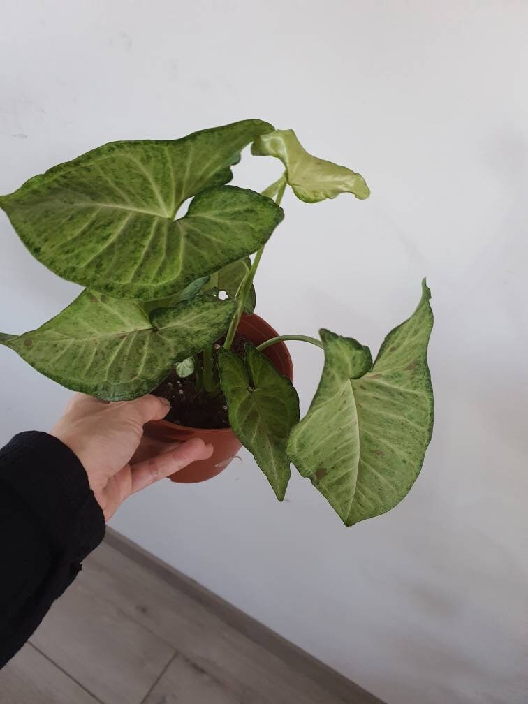 Syngonium Confetti Tricolor