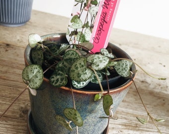 SB Ceropegia Woodii Trailing House Plant in 8cm Pot Chain of Hearts SB Ceropegia Woodii Trailing House Plant in 8cm Pot Chain of Hearts