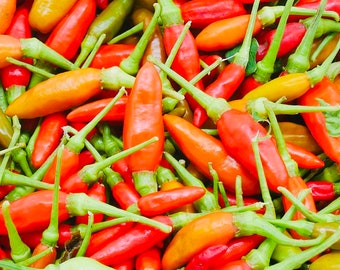 Capsicum frutescens Siling Labuyo Very Hot Birds Eye Thai Chilli Seeds x 25
