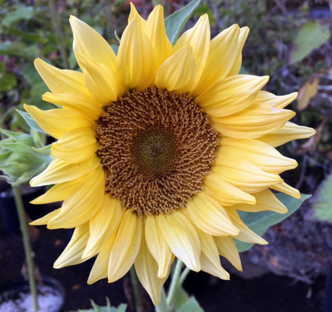 【sunflower】T. ‘Hawaiian Peach’ 25 Procut Peach Sunflower Seeds – New Hill Farms