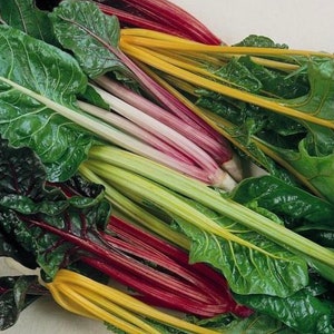 Rainbow Swiss Chard Seeds