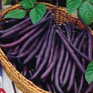 Purple Queen Bush Bean Seeds