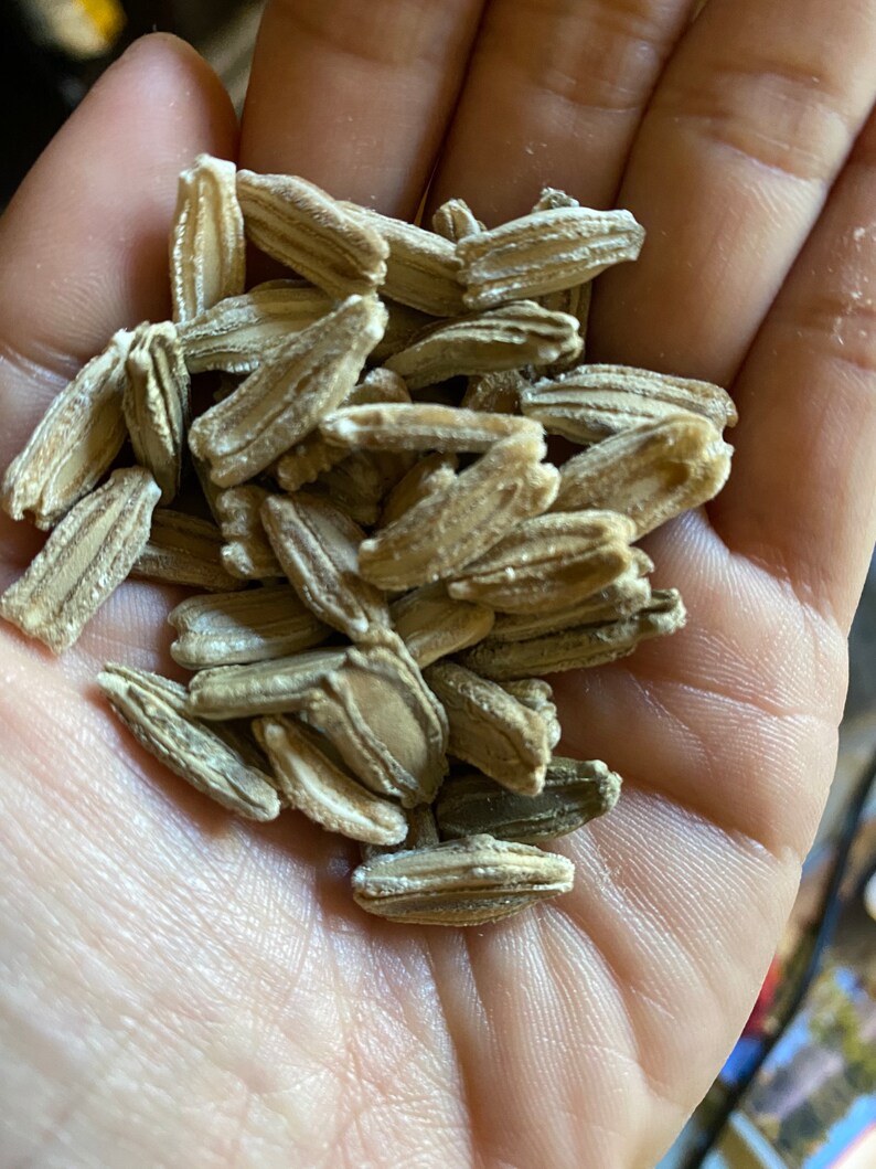 Calabash Long Bottle Gourd Seeds 10seeds Etsy