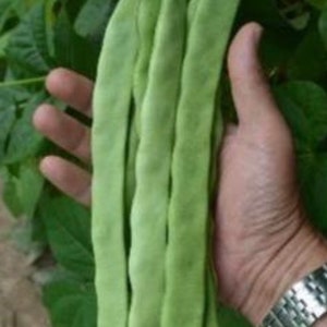 Qing Bian Pole  Romano Type Bean Seeds