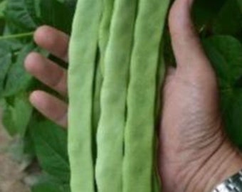 Qing Bian Pole  Romano Type Bean Seeds