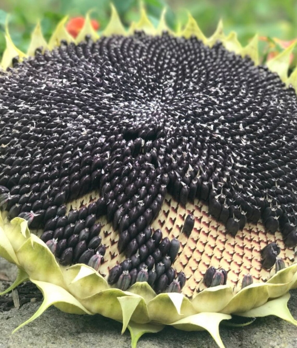 American Giant Hybrid Sunflower Seeds 15 Seeds Etsy