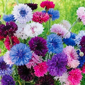 Cornflower Bachelor’s Button Mix Seeds (200+ Seeds)