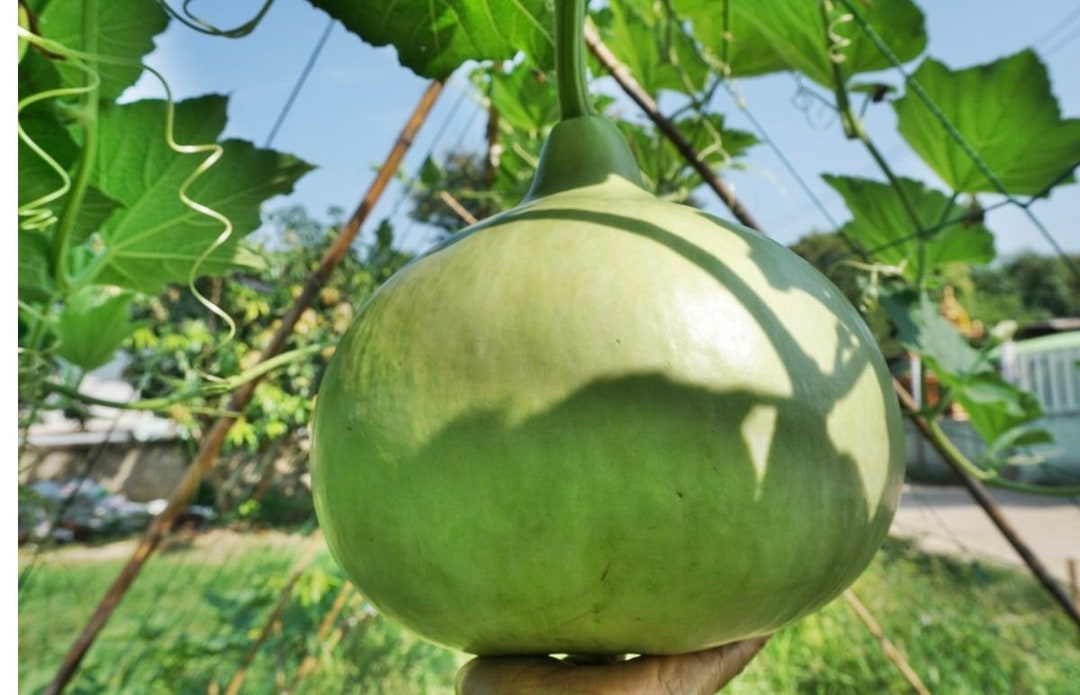 Bottle Gourd Round Seeds Etsy