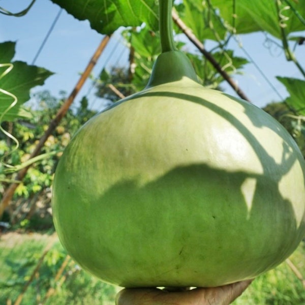 Bottle Gourd Round Seeds