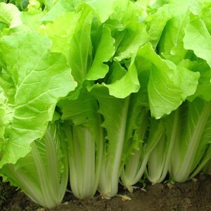 May include: Close-up of fresh, vibrant green Napa cabbage heads. The leaves are broad, with a slightly ruffled texture, and the stems are a creamy white. The image highlights the natural, healthy appearance of the leafy vegetable.