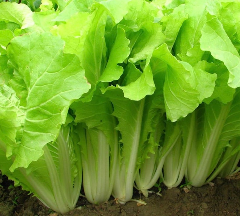 May include: Close-up of fresh, vibrant green Napa cabbage heads. The leaves are broad, with a slightly ruffled texture, and the stems are a creamy white. The image highlights the natural, healthy appearance of the leafy vegetable.