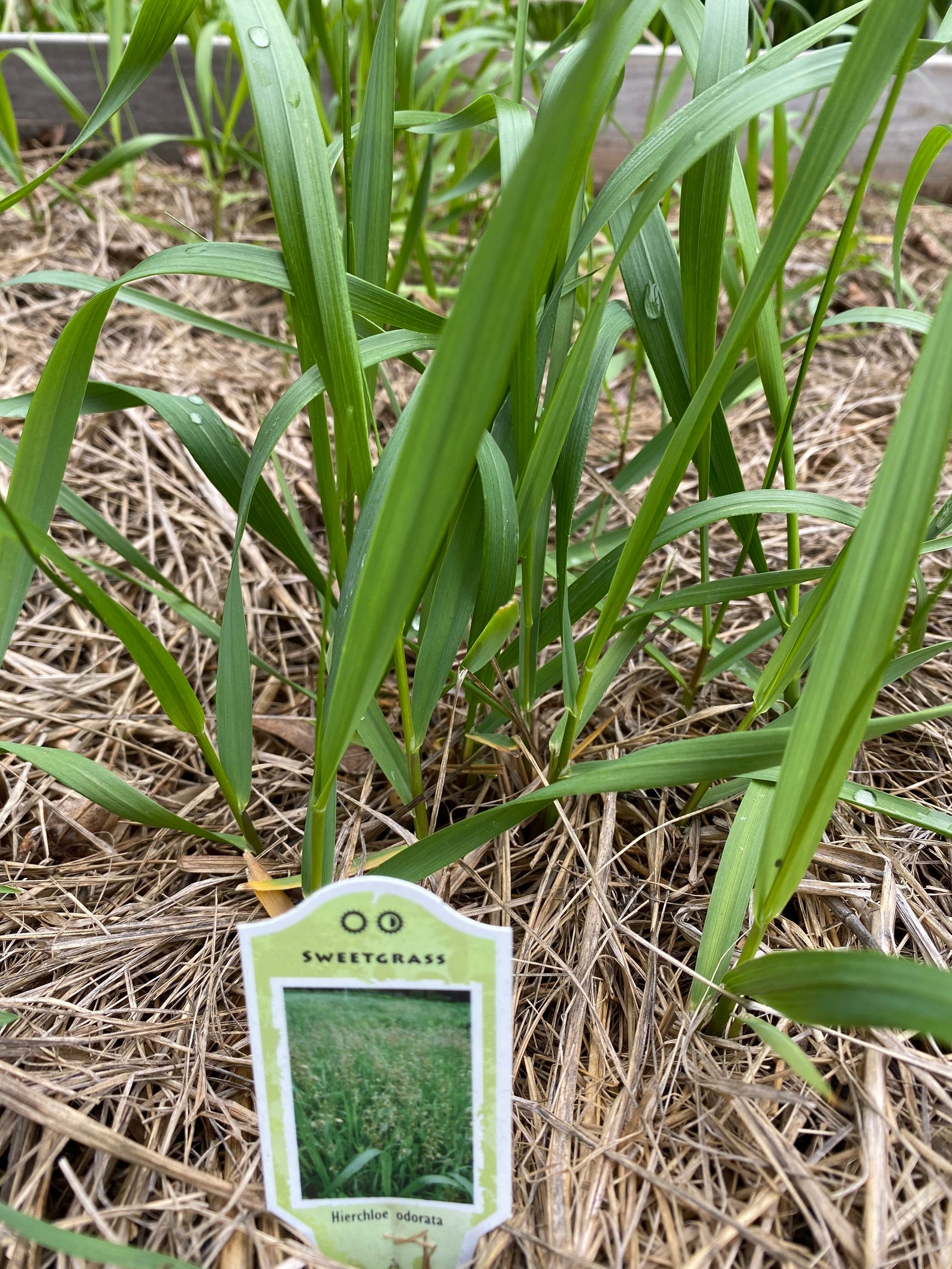 Sweet Grass Hierochloe odorata Bare Root Plant 5 bare roots Etsy