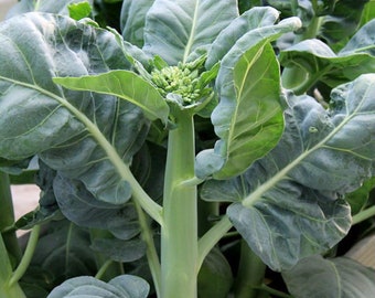 Gai Lan Jumbo plants Seeds,Chinese Kate (Chinese Broccoli) Asia Vegetable Seeds