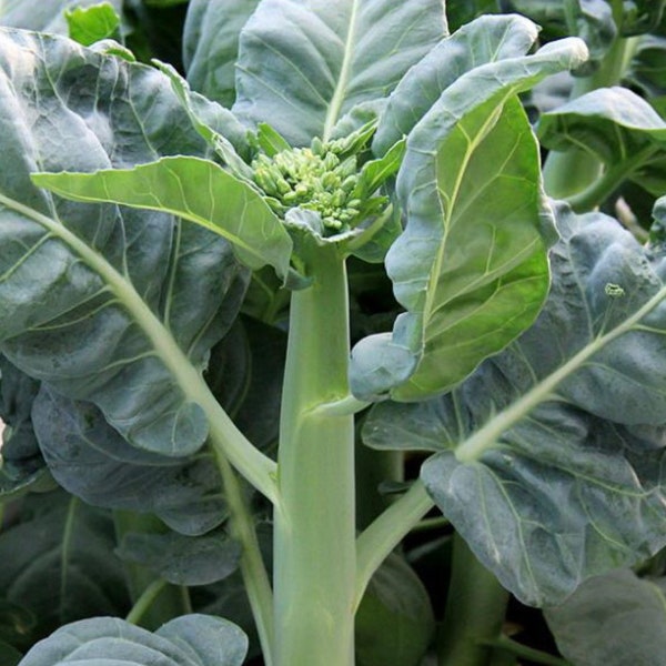 Gai Lan Jumbo plants Seeds,Chinese Kate (Chinese Broccoli) Asia Vegetable Seeds