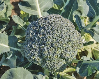 May include: A close-up of a fresh, green broccoli head surrounded by large, green leaves. The broccoli is in focus, showing its textured surface. The image is taken outdoors in natural light, highlighting the vegetable's freshness.