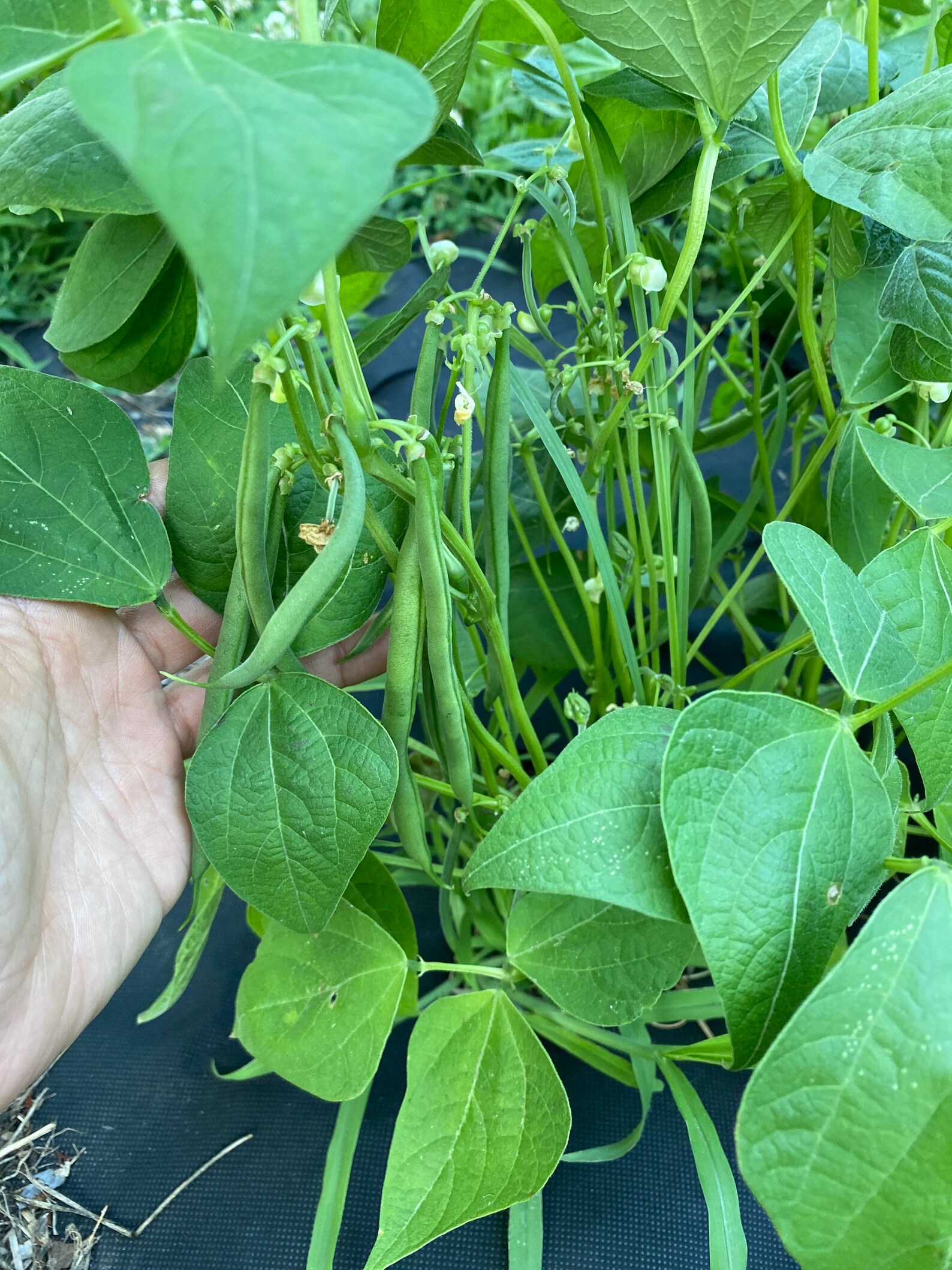 Jade Bush Bean Seeds Etsy