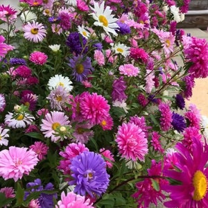 Crego Mix China Aster Flower Seed (50+ Seeds)