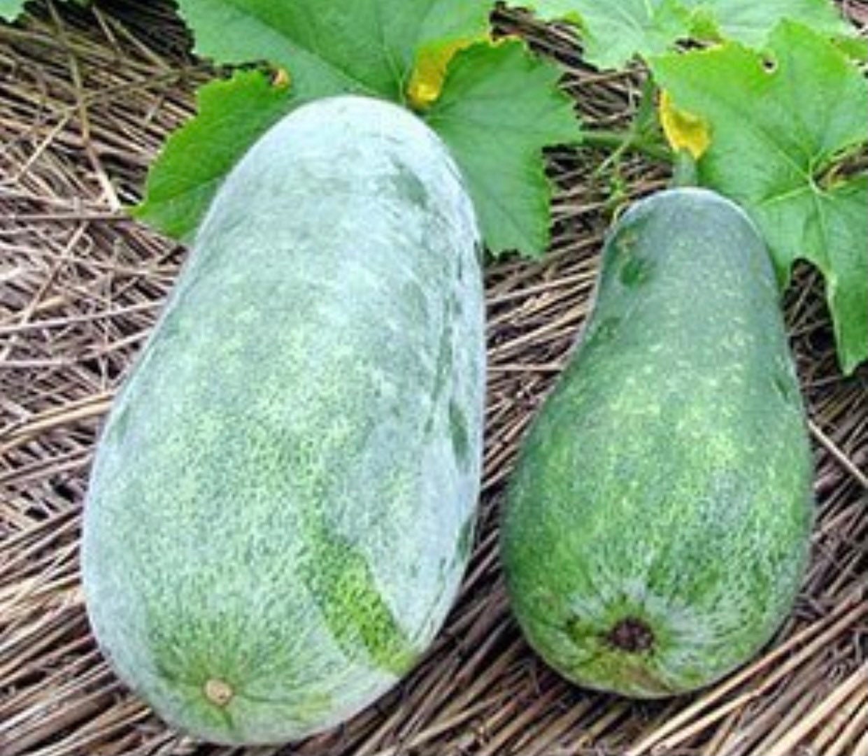 Wax Gourd Oblong Seeds Asian vegetable Etsy