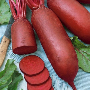 Cylindra Beet Seeds