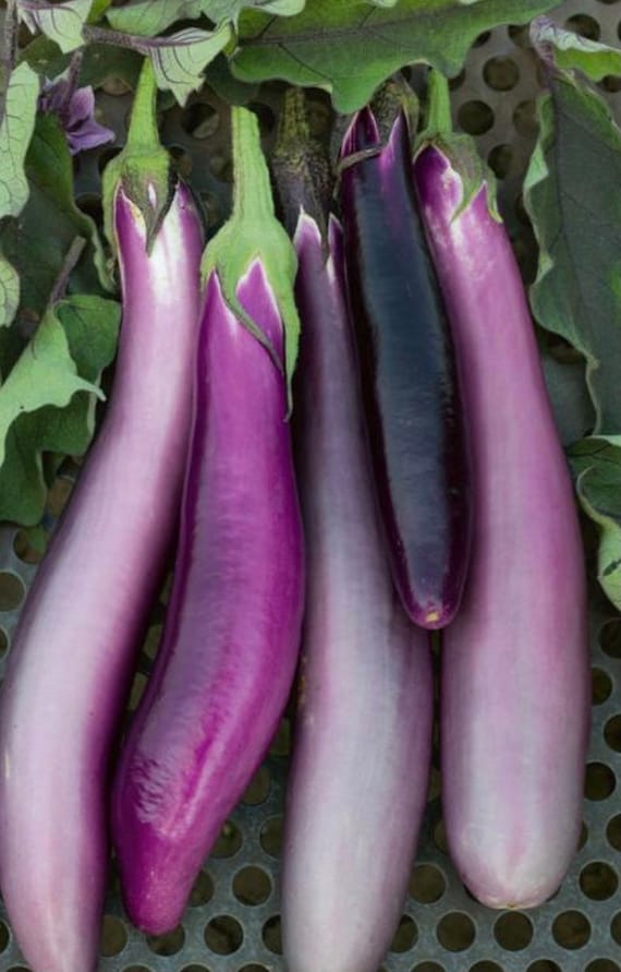 Ping Tung Long Eggplant Seeds,taiwan Eggplant - Etsy