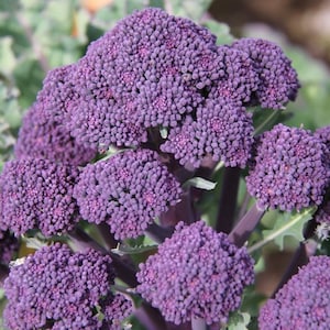 Early Purple Sprouting Broccoli Seeds