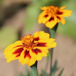 French Marigold ‘Naughty Marietta’ Seeds (Tagetes patula)