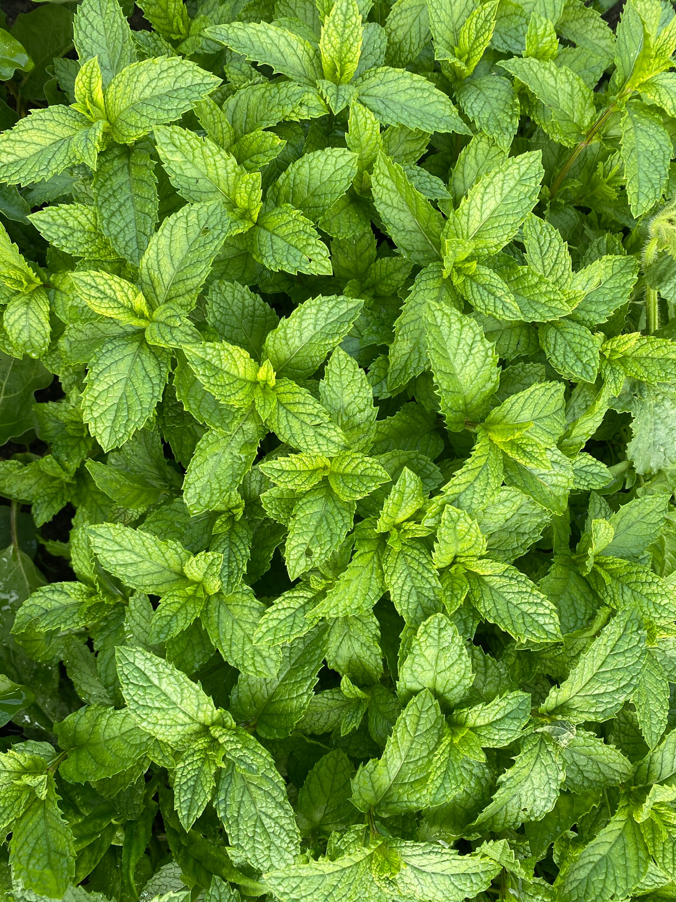 Peppermint Herb Seeds (100+ Seeds) - Etsy