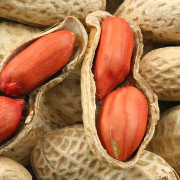 Jumbo Virginia Peanut Seed - Extra-large Peanut