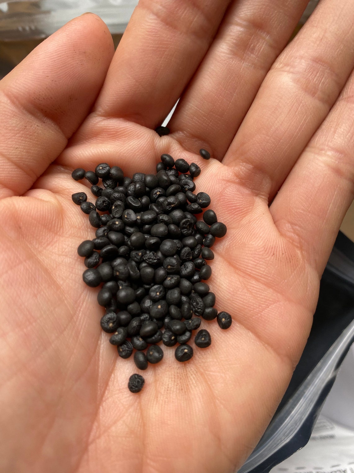 Mary Washington Asparagus Seeds Etsy