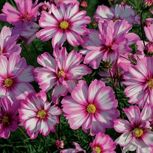 Capriola Cosmos Seeds (10+Seeds)