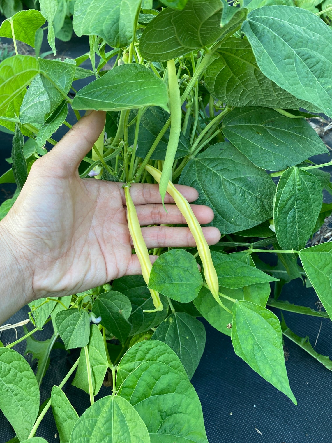 Top Notch Golden Wax Bush Bean Seeds Etsy