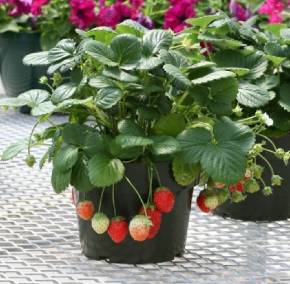 Strawberry Temptation Everbearing Bare Root Plants Organic Etsy