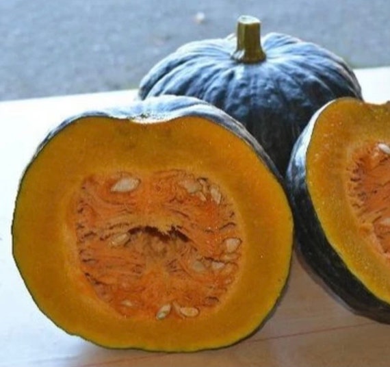 サケハサカナ   サカナハキドリ Tetsukabuto F1 Japanese Squash Seeds (5 Seeds) - Etsy Canada