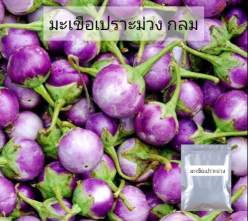 Thai Round Purple Baby Eggplant Seedsasia Vegetable Seeds Etsy