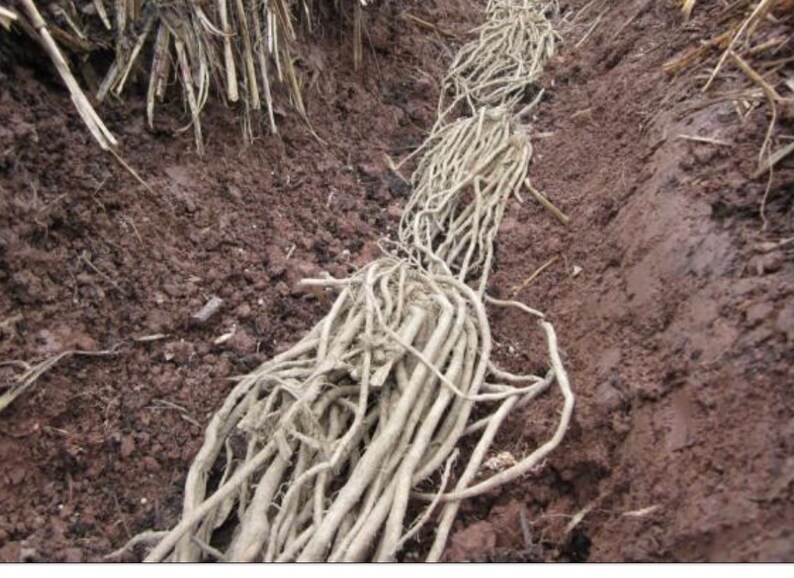 Millennium Asparagus Root Crowns Etsy