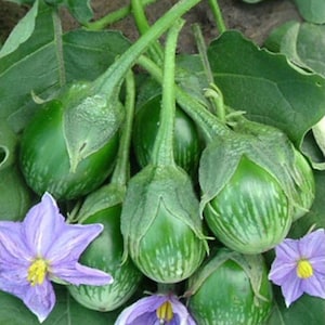 Thai Round Eggplant Seeds