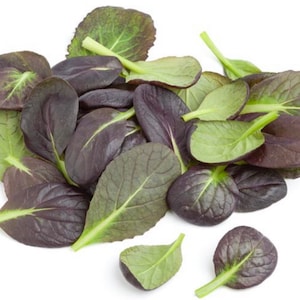 Puede incluir: Un mont&oacute;n de hojas de ensalada frescas y coloridas. Las hojas muestran una mezcla de tonos morados oscuros y verdes, con venas prominentes. Las hojas est&aacute;n dispuestas sobre un fondo blanco, mostrando sus colores y texturas naturales.