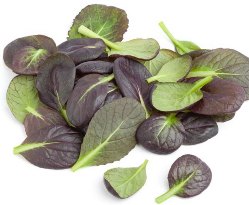 Puede incluir: Un mont&oacute;n de hojas de ensalada frescas y coloridas. Las hojas muestran una mezcla de tonos morados oscuros y verdes, con venas prominentes. Las hojas est&aacute;n dispuestas sobre un fondo blanco, mostrando sus colores y texturas naturales.