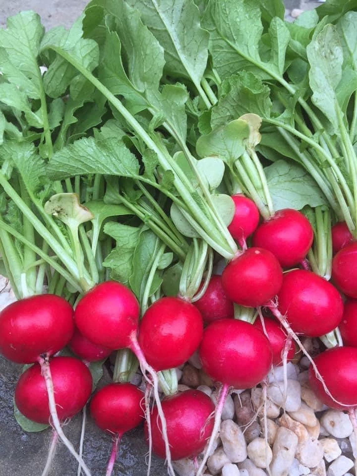 Early Scarlet Globe Radish Seeds 100 Seeds Etsy