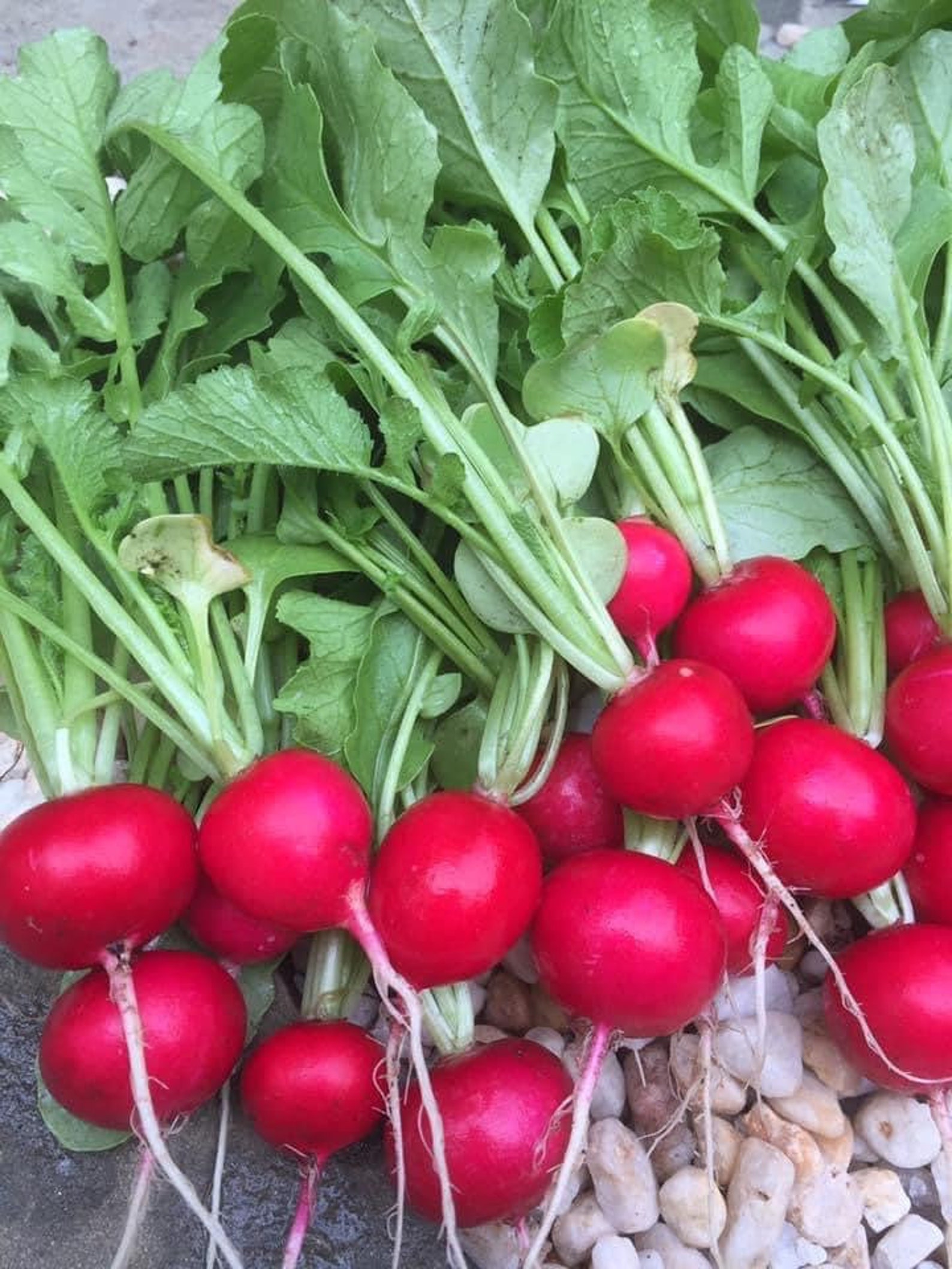 Early Scarlet Globe Radish Seeds 100 Seeds Etsy