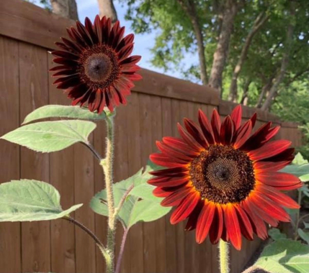 Chianti Sunflower Seeds 15 Seeds Etsy