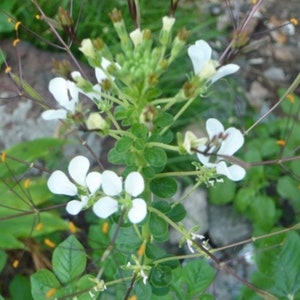 Wild Spider Flower Seed - Thai Cleome Seed - Thai Tare -  Thai Phak Sian -Asia Vegetable
