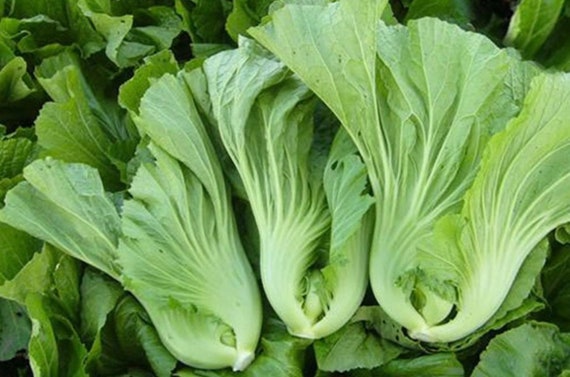 500+ Kekkyu Takana, Oriental ustard , Gai Choy, Brassica Juncea, C?i d