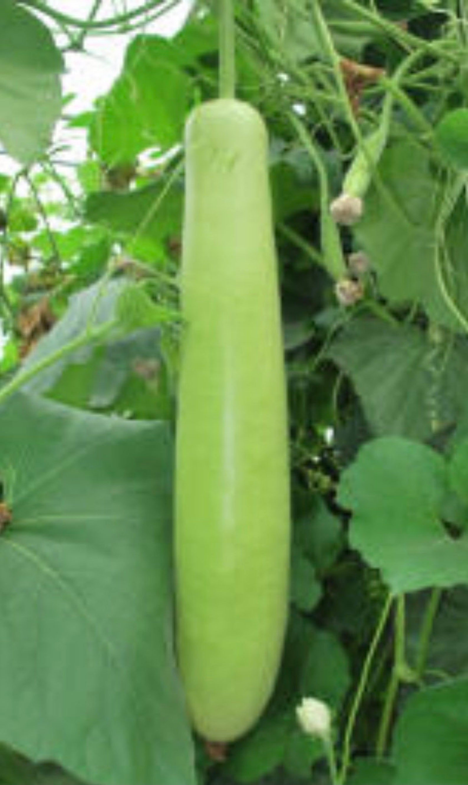 Long Bottle Gourd Indian Seeds 10 Graines Etsy
