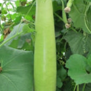 Long Bottle Gourd Indian Seeds (10+ Seeds)