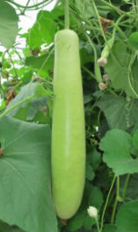 Long Bottle Gourd Indian Seeds 10 Seeds Etsy