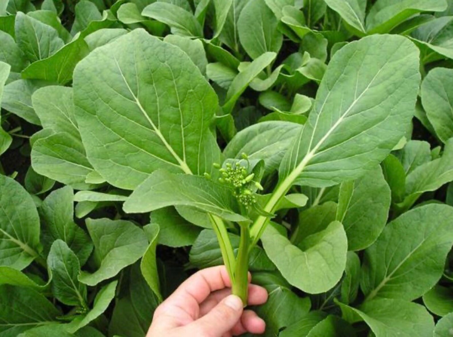 Chinese Flowering Cabbage Seeds/ Choy Sum Hong Kong Seeds Etsy