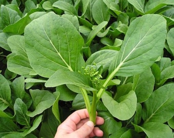 May include: Close-up of fresh green bok choy leaves. The leaves are large, oval-shaped, and have prominent veins. A hand is holding a stalk of the plant, showcasing the vibrant green color and texture of the leaves. The background is filled with more bok choy plants.