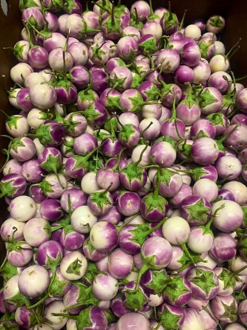 Thai Round Purple Baby Eggplant Seedsasia Vegetable Seeds Etsy