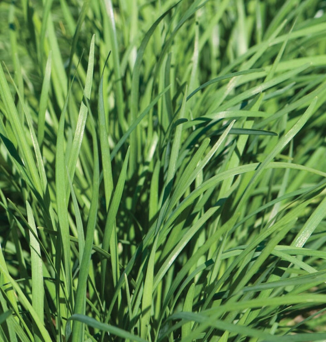 Garlic Chive Broad Leaved Nira Seed ,Chinese Leek